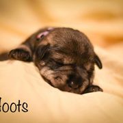 Boy 3 - Standard Schnauzer puppy in Monroe, New York from Arbor Standard Schnauzers