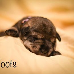Boy 3 - Standard Schnauzer puppy in Monroe, New York from Arbor Standard Schnauzers