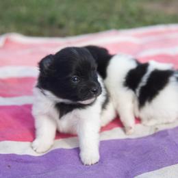 Spice - Black parti female Pomeranian puppy in Saint Ignatius, Montana from Pomeranians Montana