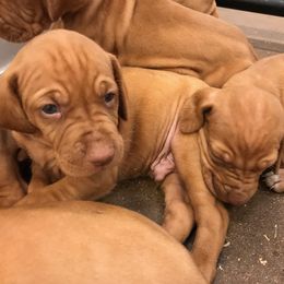 Boy 2 - Golden rust male Vizsla puppy in Greenfield, Iowa from Two Ponds Farm Vizslas