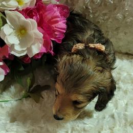 Dachshund Puppies from CLARK'S BREEDING PROGRAM