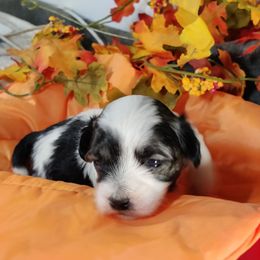 Bing - Tri-color male Coton de Tulear puppy in Westfield, North Carolina from Legacy Pets