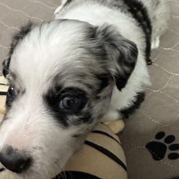 Border Collie Puppies from Roaring River Border Collies