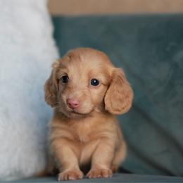 Cheddar Biscuit AKC 5000 - Cream male Dachshund puppy in Krum, Texas from Tired Chef Dachshunds