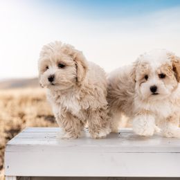 Goldendoodle, Havanese, and Havapoo Puppies from Lady Paws Puppies