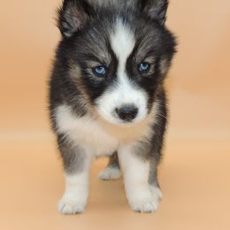 Pomsky and Siberian Husky Puppies from Beastly Beauties Huskies & Pomskies