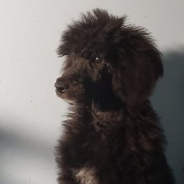 Poodles from Phoenix Pines