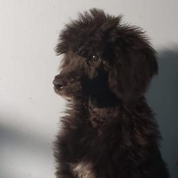Poodles from Phoenix Pines