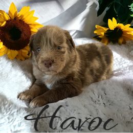 Australian Shepherd and Miniature Australian Shepherd Puppies from Southern Blessed Farm