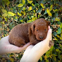 Red Collar Girl - Red  female Poodle puppy in Modesto, California from Dry Creek Poodles