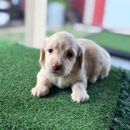 Steele - Cream male Dachshund puppy in Saginaw, Texas from Saginaw Dachshunds