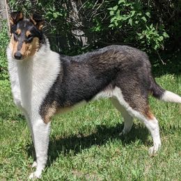 Tiramisu - Collie