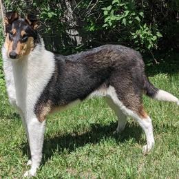 Tiramisu - Collie