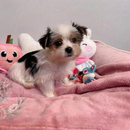 Beautiful Parti Coloration Female - Parti female Yorkshire Terrier puppy in Benson, Arizona from Happy Tails Yorkies