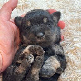 Archie - Black and silver male Miniature Schnauzer puppy in Auburn, Georgia from Very Special Mini Schnauzers