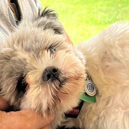 Bailey - Shih Tzu