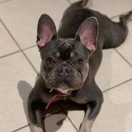 Charly - French Bulldog