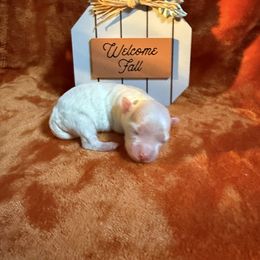 Coco - White male Maltese puppy in Asheville, North Carolina from TCBs Glowing Maltese