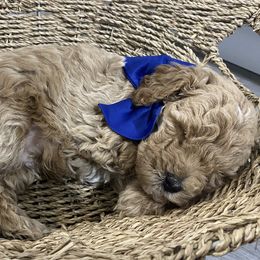 Aussiedoodles, Goldendoodles, and Miniature Australian Shepherds from Burton's Precious Doodles
