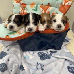 Jack Russell Terrier Puppies from Celtic River