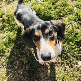 Ozzy - Dachshund