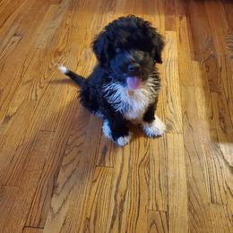 Portuguese Water Dog Puppies from Prestige Portuguese Water Dogs