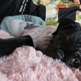 Pugs from Dawn Brown's Pugs