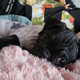 Pugs from Dawn Brown's Pugs