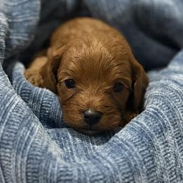 Cavapoo Puppies from Country Club Cavapoos