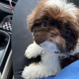 Shih Tzu Puppies from Lopez Family Tails