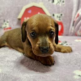 Cupid - Red male Dachshund puppy in Lynn, Indiana from StorSma Farms