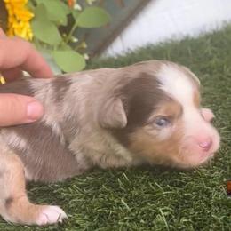 Sundown - Red merle female Toy Australian Shepherd puppy in Granbury, Texas from Best Little Aussies