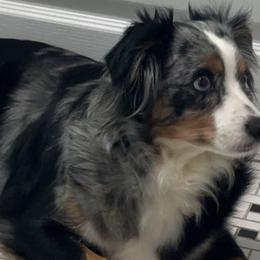 Saelyn - Miniature Australian Shepherd