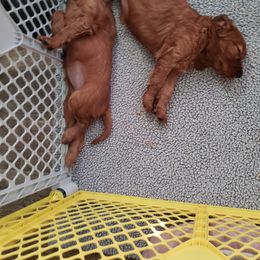 Irish Setter Puppies from Ruairi's Irish Setters