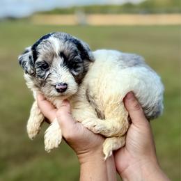 Cider - Blue merle female Aussiedoodle puppy in Eastman, Georgia from Dood B Ranch