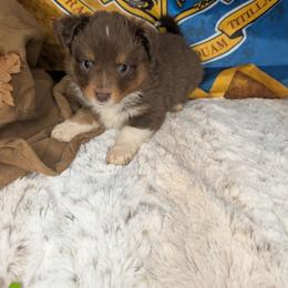 Fred - Red tri male Miniature Australian Shepherd puppy in Bend, Oregon from Wonderland Aussies