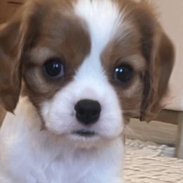 EB - Blenheim Cavalier King Charles Spaniel puppy in Tremonton, Utah from Sage Hill Cavaliers