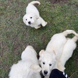 Golden Retriever Puppies from Akela Goldens