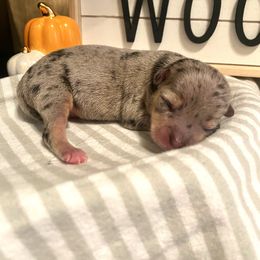 Chihuahua Puppies from Tulum Chihuahuas