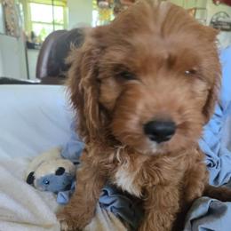 John - Blenheim male Cavapoo puppy in Siloam Springs, Arkansas from Kingdom Bound By Design