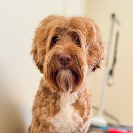 Juno - Australian Labradoodle