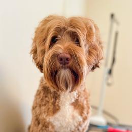 Juno - Australian Labradoodle