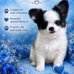 Billy the Kid - Black and white male Chihuahua puppy in Hebron, North Dakota from Dakota Heart Chihuahuas