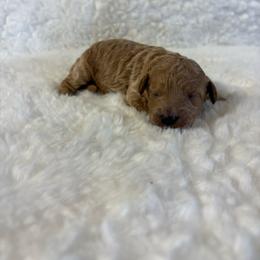 Poppy - Apricot female Goldendoodle puppy in Wever, Iowa from JK Royal Lines