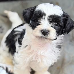 Hopper - Piebald male Morkie puppy in Aliquippa, Pennsylvania from The Morkie Mom