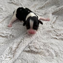 Tricolor 1 - Tri-color male Cavalier King Charles Spaniel puppy in Melrose, Florida from Magnolia Hill Cavaliers and Doxies