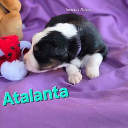 Atalanta - Black tri-color female Australian Shepherd puppy in Smithfield, Utah from Invictus Farms