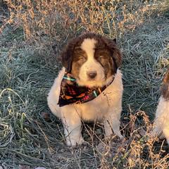 Boy 2 - Karakachan puppy from Rock Solid Ranch