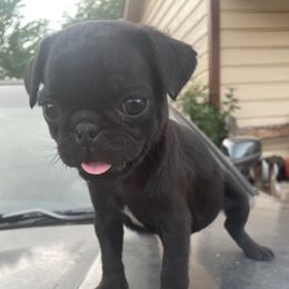 Pugs from Paws of All