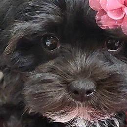 Maltese, Maltipoos, and Morkies from The Aristocratic Puppy Patch